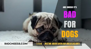 Can Dogs Eat Cheese? The Surprising Truth About Dairy and Canines