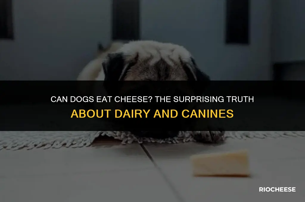 are cheese it