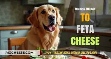 Can Dogs Enjoy Feta Cheese? Unraveling the Allergy Myths