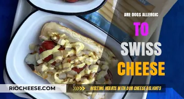 Can Dogs Enjoy Swiss Cheese? Unraveling the Allergy Myths