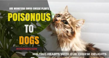 Are Monstera Swiss Cheese Plants Poisonous to Dogs?