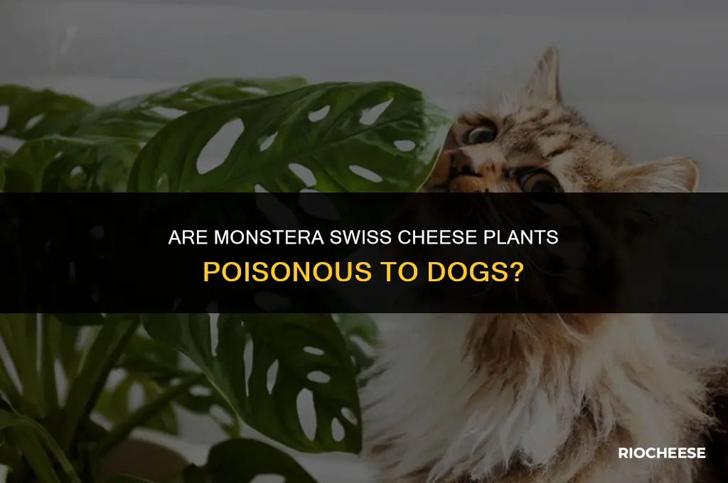 are monstera swiss cheese plants poisonous to dogs