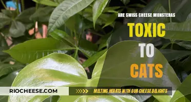 Swiss Cheese Monstera: A Feline Friend or Foe?