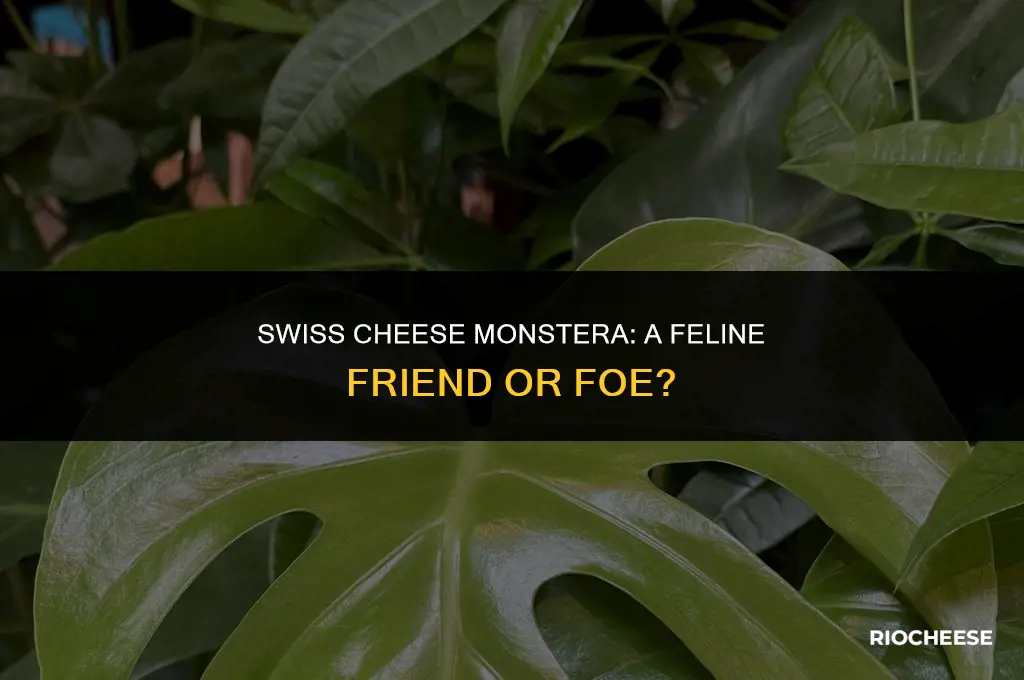 are swiss cheese monsteras toxic to cats