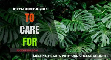 Effortless Elegance: The Low-Maintenance Charm of Swiss Cheese Plants