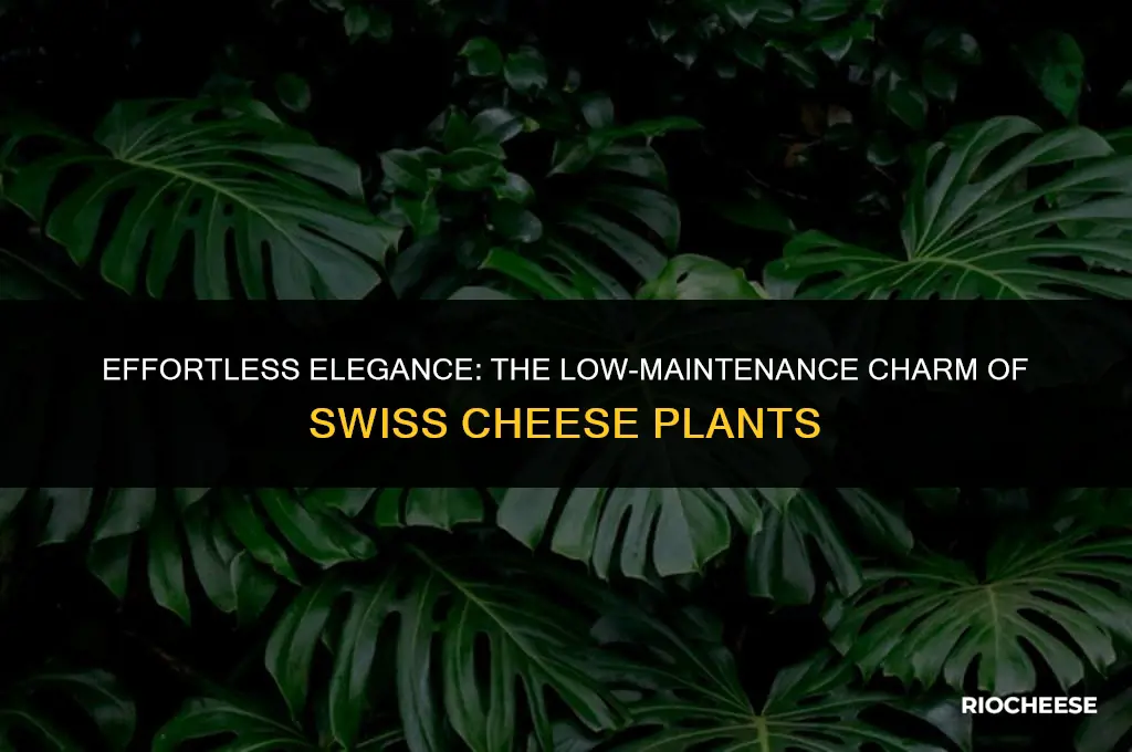 are swiss cheese plants easy to care for