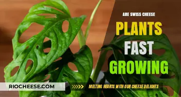 Exploring the Growth Rate of Swiss Cheese Plants: A Comprehensive Guide