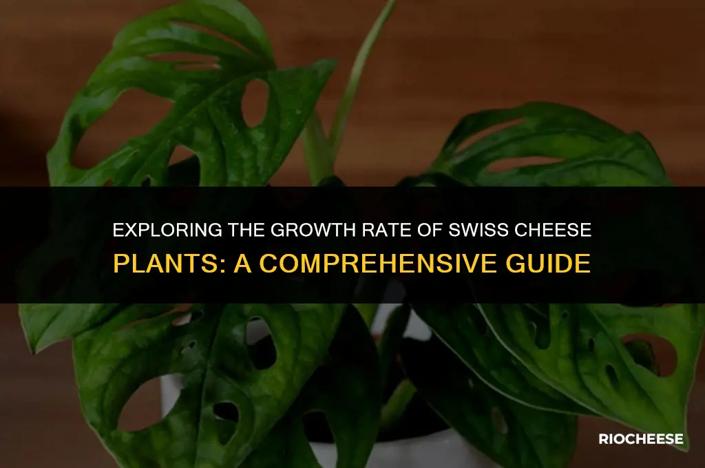 are swiss cheese plants fast growing