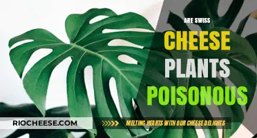 Unveiling the Truth: Are Swiss Cheese Plants Toxic to Humans and Pets?