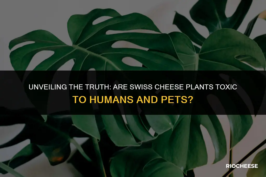 are swiss cheese plants poisonous