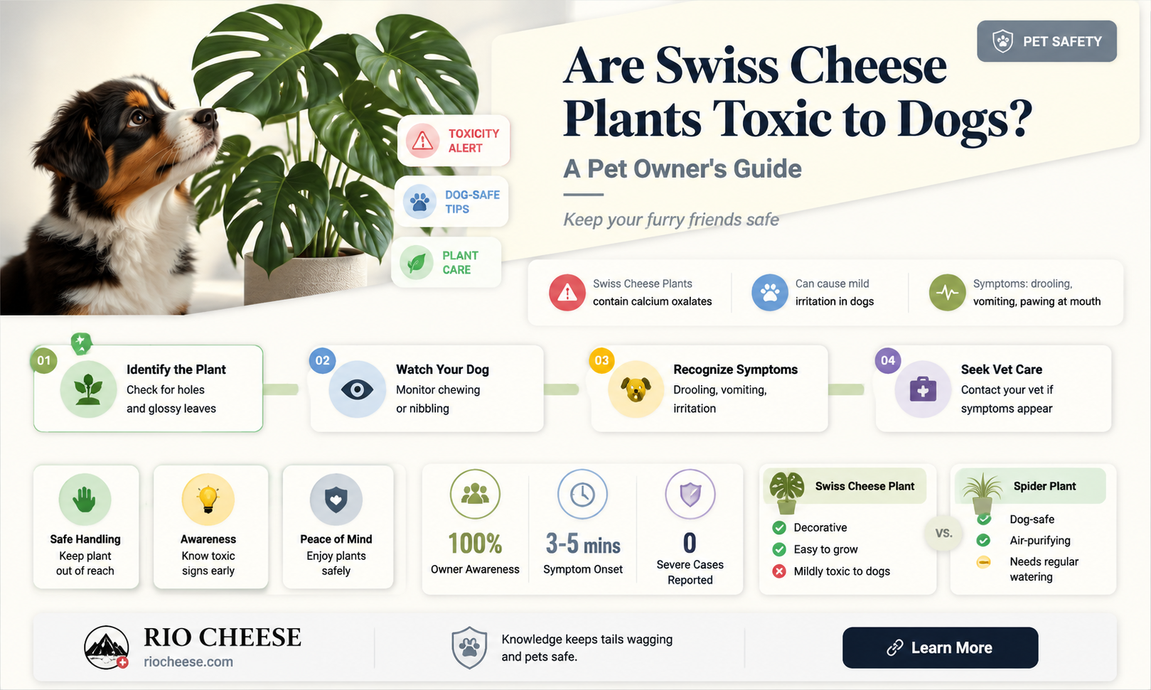 are swiss cheese plants toxic to dogs