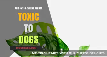 Are Swiss Cheese Plants Toxic to Dogs? A Pet Owner's Guide