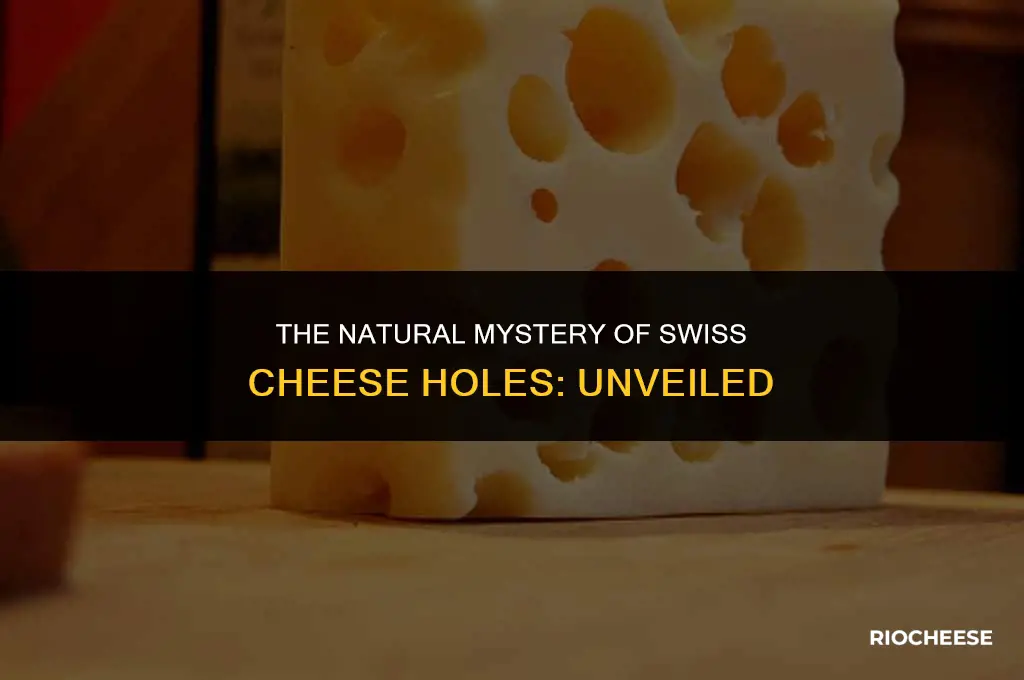 are the holes in swiss cheese natural