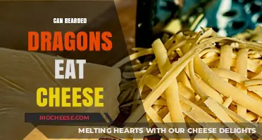Can Bearded Dragons Eat Cheese? A Comprehensive Guide