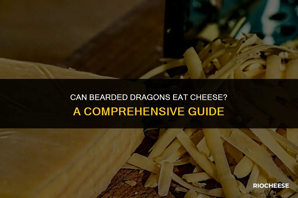 can bearded dragons eat cheese