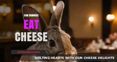 Hoppy Diet Habits: Can Bunnies Indulge in Cheese?