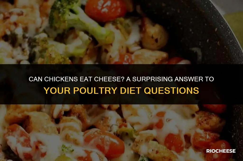 can chicken eat cheese