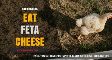 Feeding Feta to Chickens: A Healthy Treat or Not?