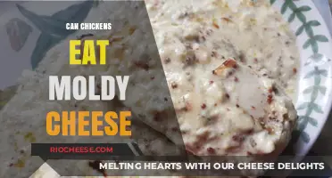 Can Chickens Safely Enjoy Moldy Cheese? A Poultry Diet Guide