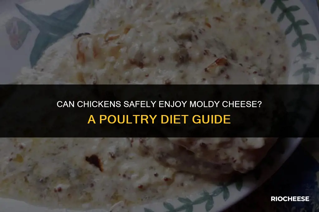 can chickens eat moldy cheese