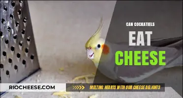 Can Cockatiels Eat Cheese? A Comprehensive Guide for Pet Owners