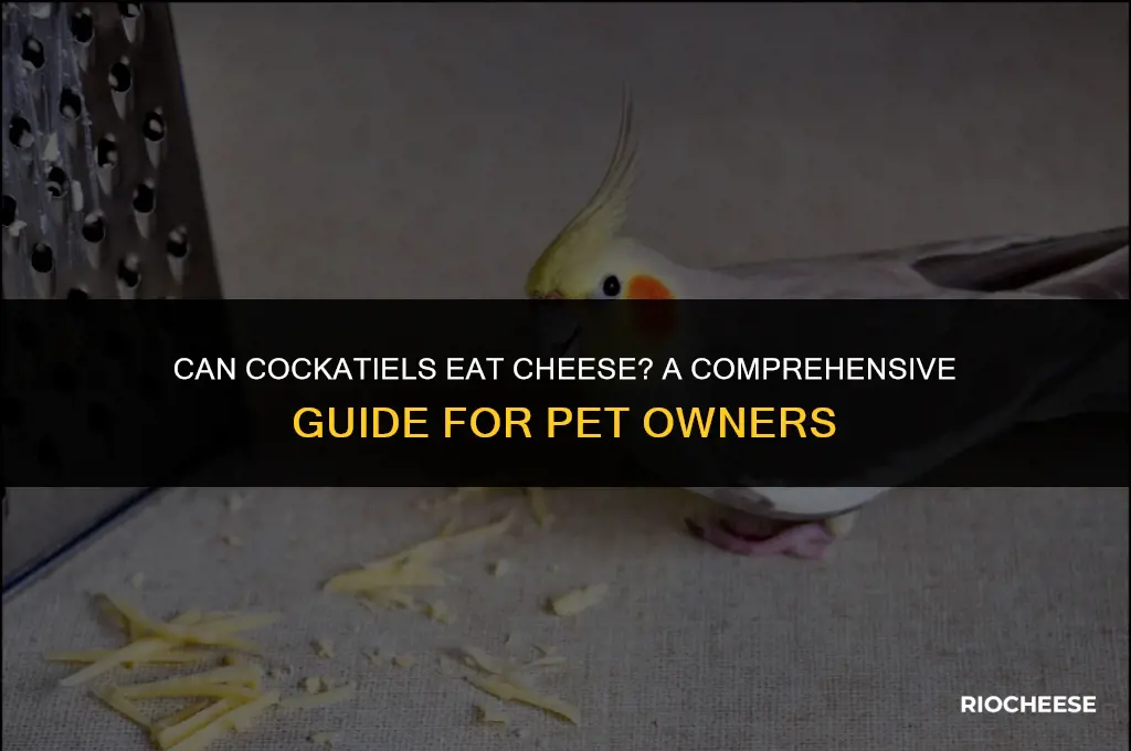 can cockatiels eat cheese