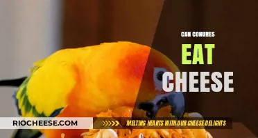 Can Conures Eat Cheese? A Guide to Safe Foods for Your Pet Bird