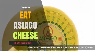 Can Dogs Indulge in Asiago Cheese? A Comprehensive Guide