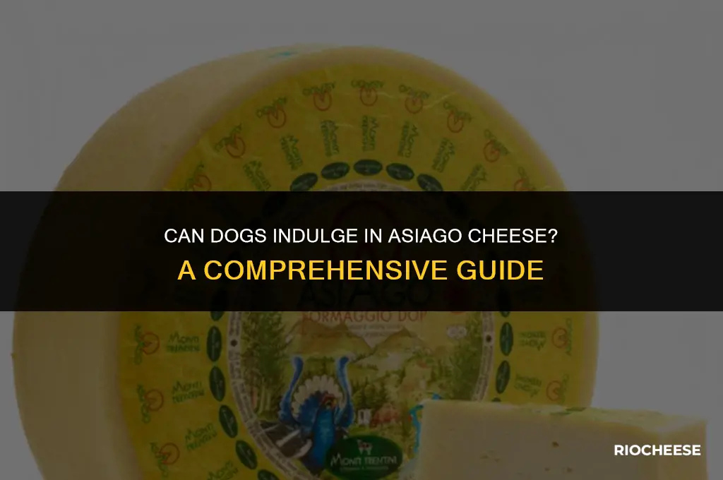 can dogs eat asiago cheese