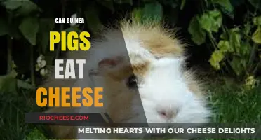 Guinea Pigs and Cheese: A Guide to Safe Snacking