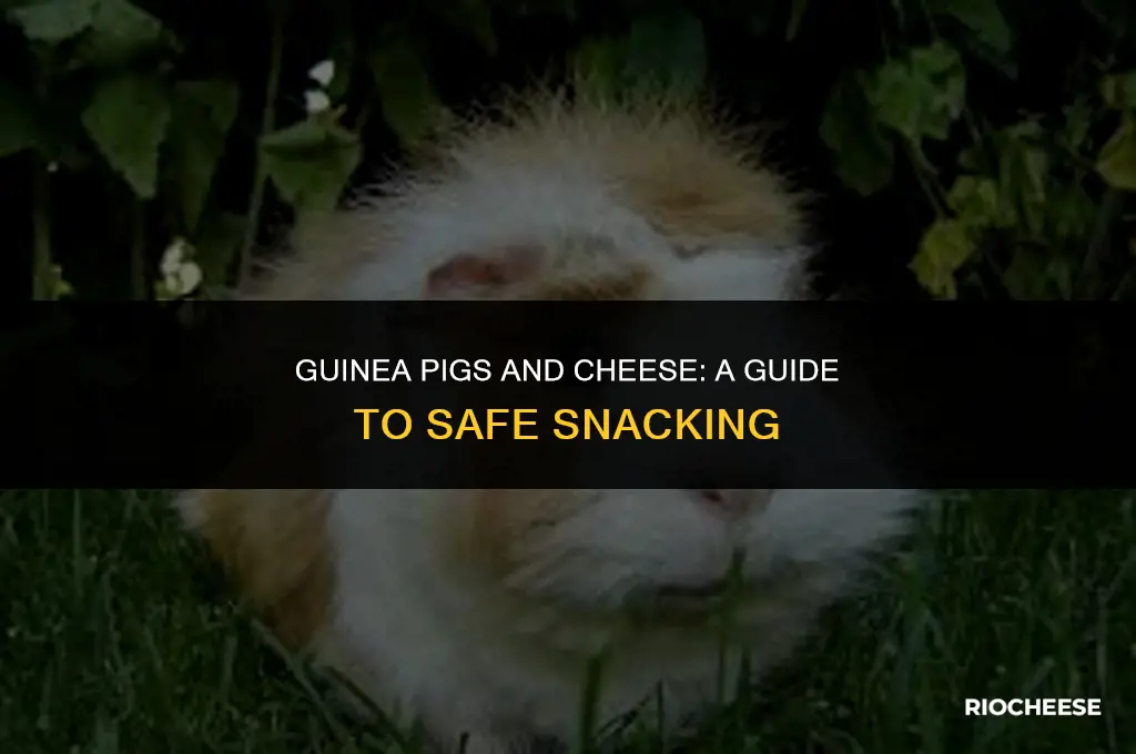 can guinea pigs eat cheese
