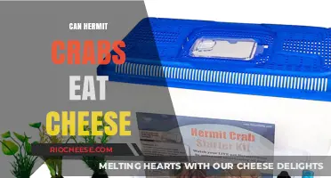 Can Hermit Crabs Eat Cheese? A Crustacean's Dairy Dilemma