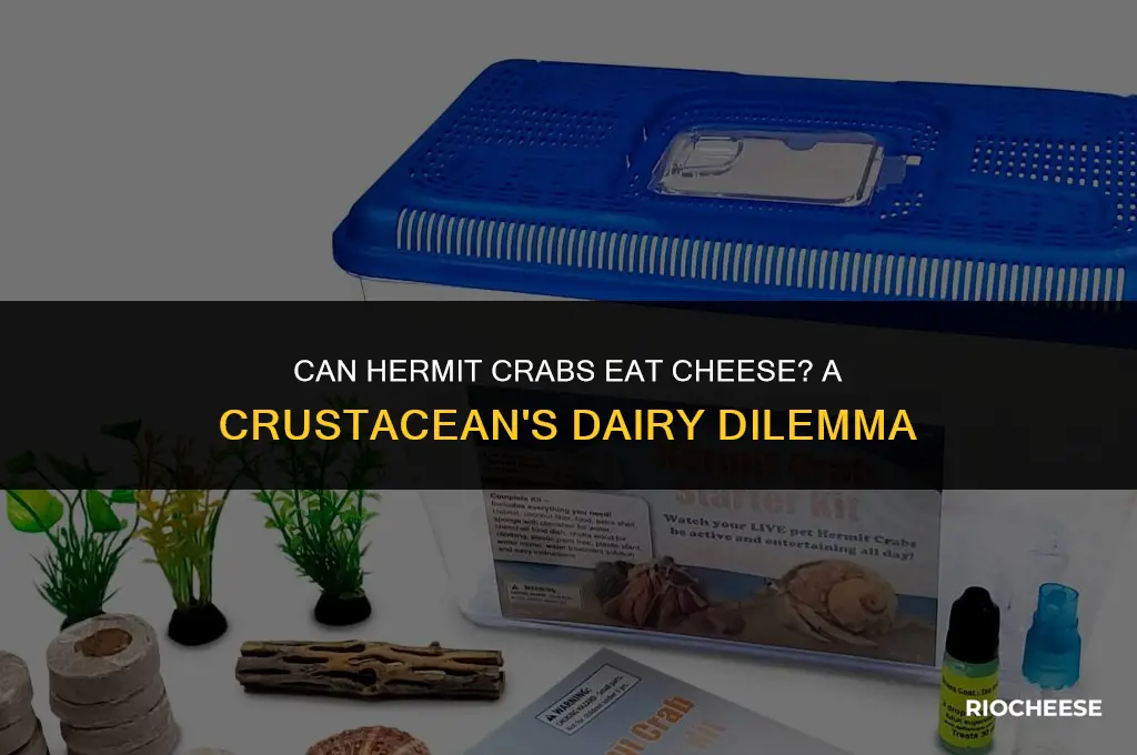 can hermit crabs eat cheese