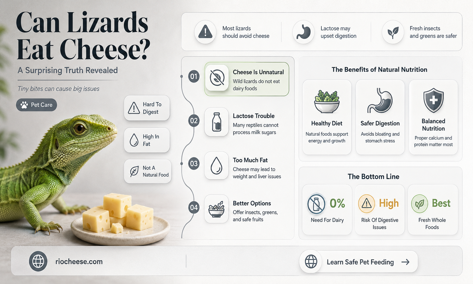 can lizards eat cheese