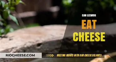 Can Lizards Eat Cheese? A Surprising Truth Revealed