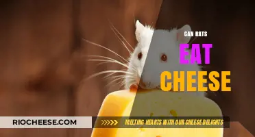 The Surprising Truth About Rats and Their Cheese Cravings