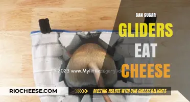 Sweet or Savory: Can Sugar Gliders Indulge in Cheese?