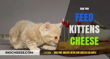 Cheesy Delights: A Guide to Safely Feeding Cheese to Your Kittens