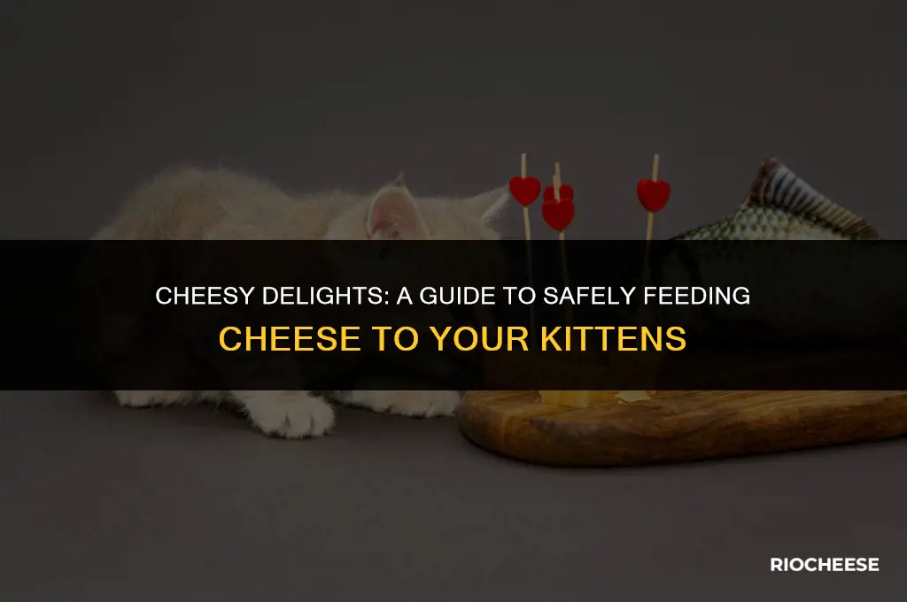 can you feed kittens cheese