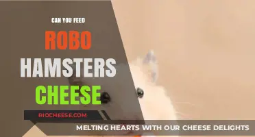 Robo Hamsters and Cheese: A Guide to Safe Feeding Practices