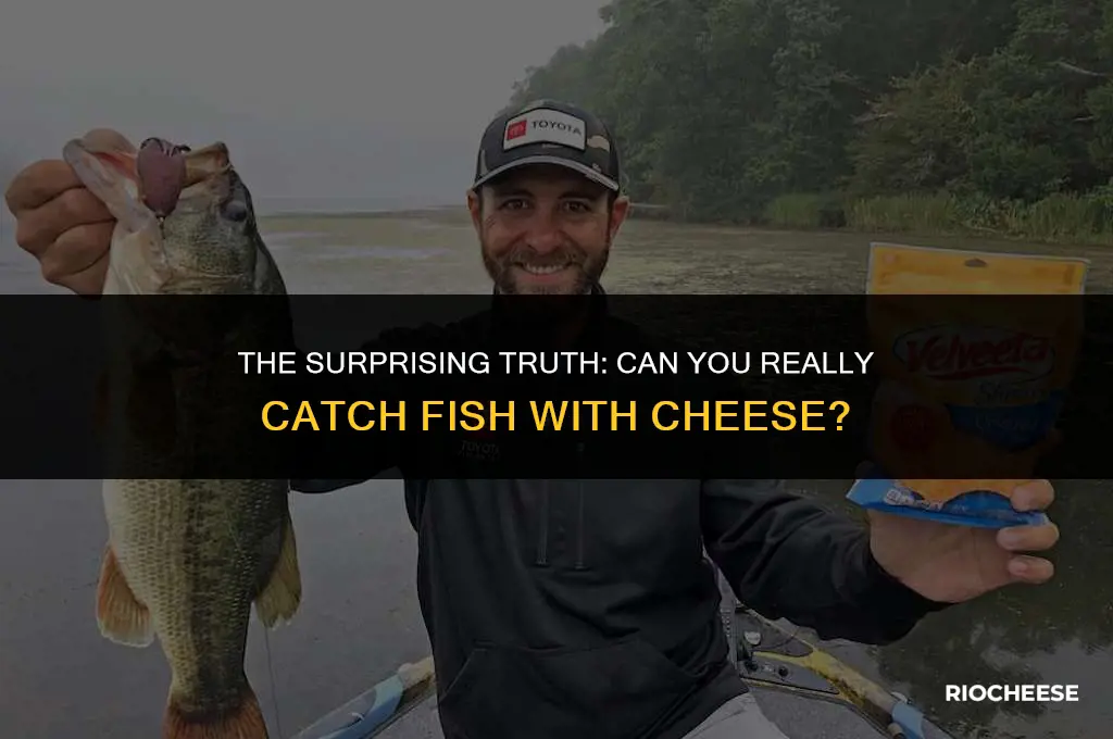 can you fish with cheese