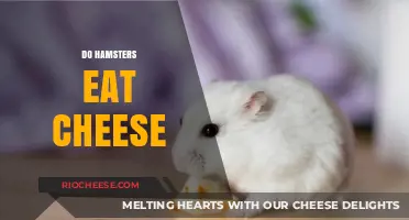 The Cheesy Truth: Do Hamsters Really Enjoy Cheese?