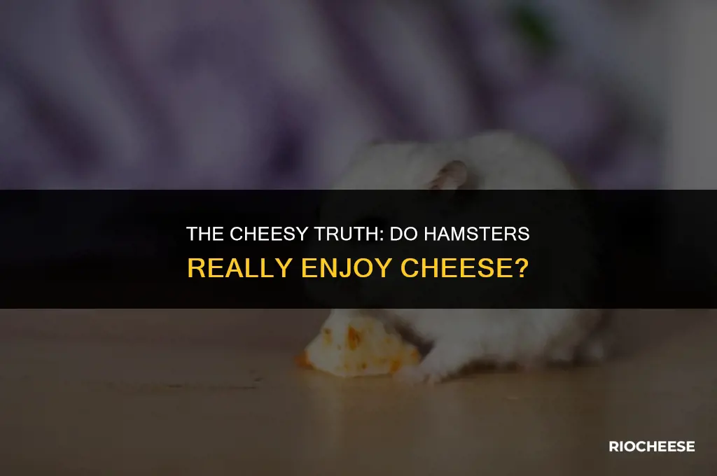 do hamsters eat cheese
