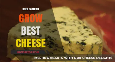The Microbial Art of Cheese: Does Bacteria Reign Supreme?