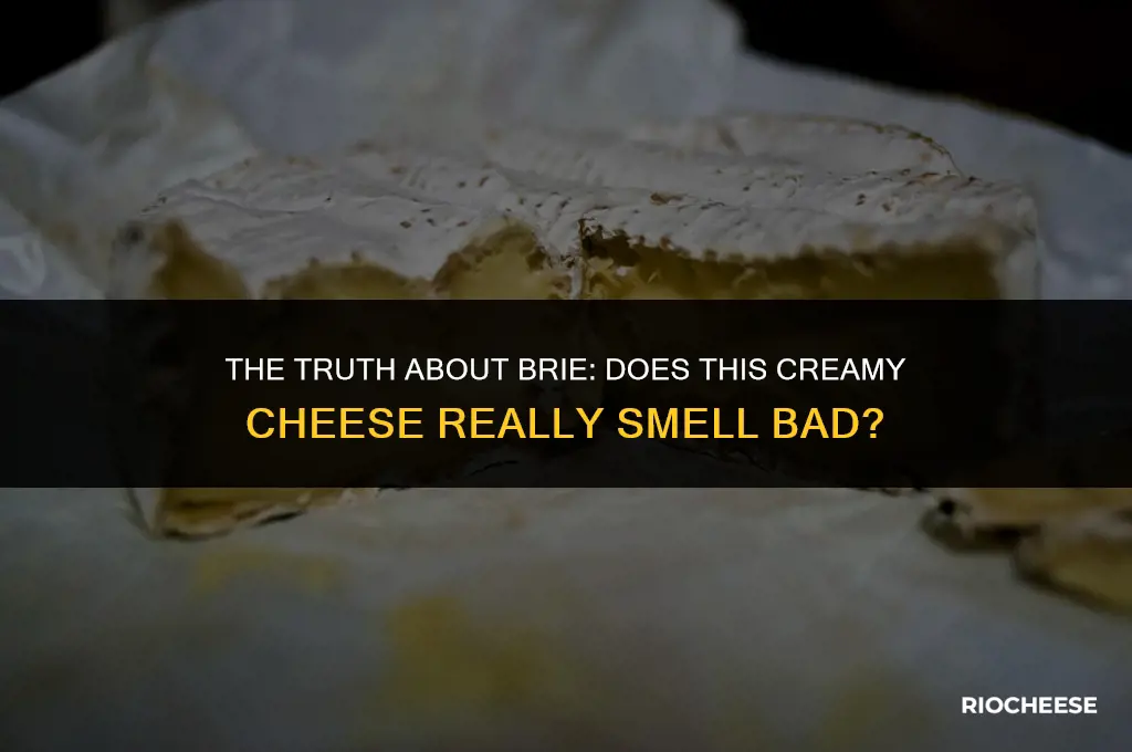 does brie cheese smell bad