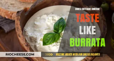 Exploring the Flavor Profile: Cottage Cheese vs Burrata Taste Test