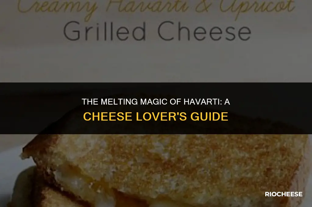 does havarti cheese melt