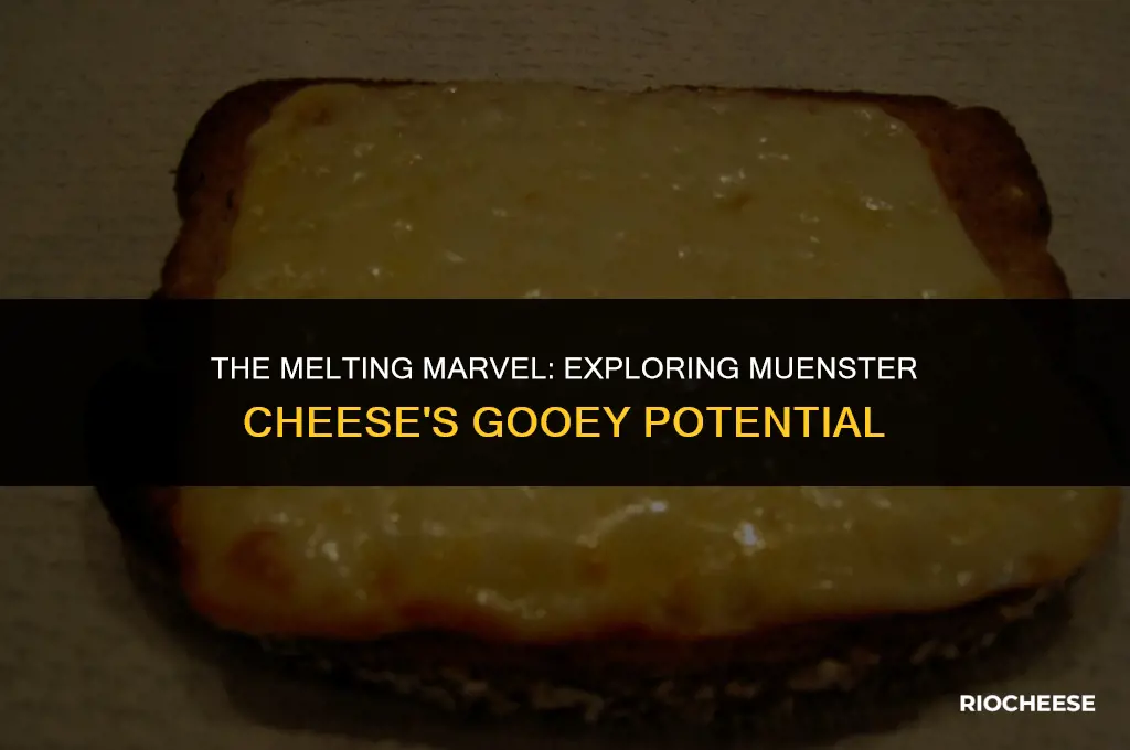 does muenster cheese melt well