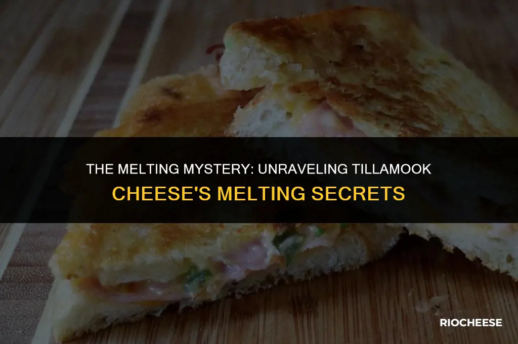 does tillamook cheese melt
