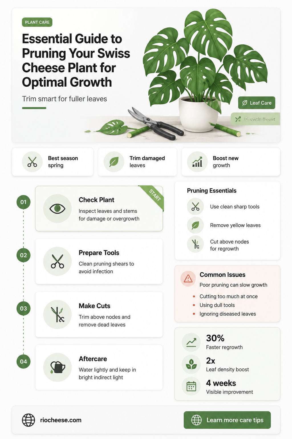 how to prune swiss cheese plant